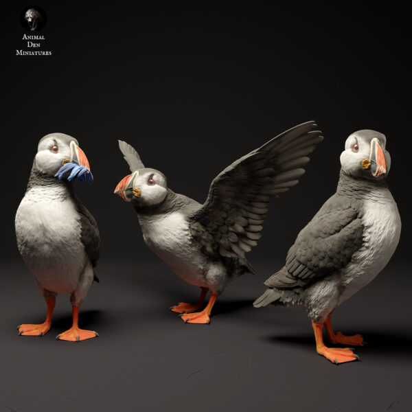 Puffins