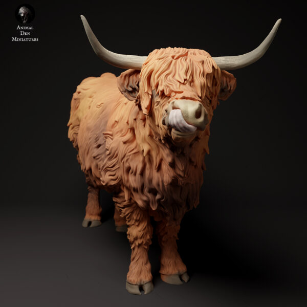 Highland Cow