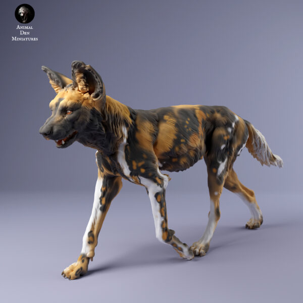 African Wild Dog / Painted Dog